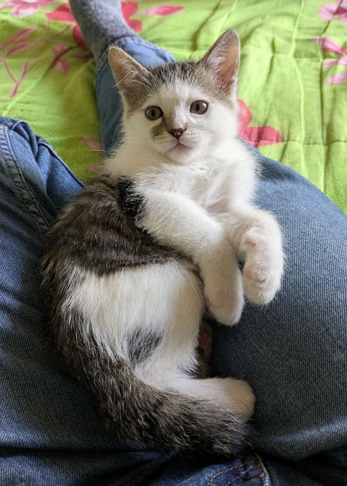 Кошеня, хлопчик, 2.5 міс.