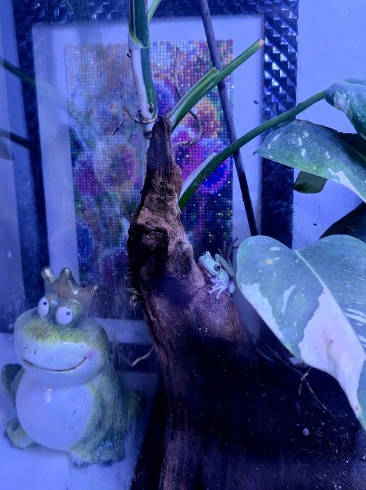 Żaba rzekotka szmaragdowa z terrarium