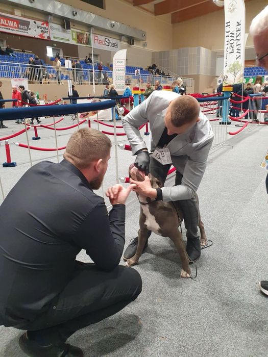 American Staffordshire Terrier BLUE-ChampionLine - ostatnie wolne rezerwacje
