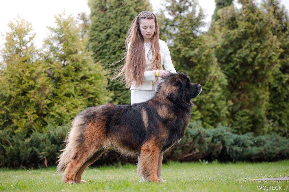 Leonberger suczka szczeniak ZKwP
