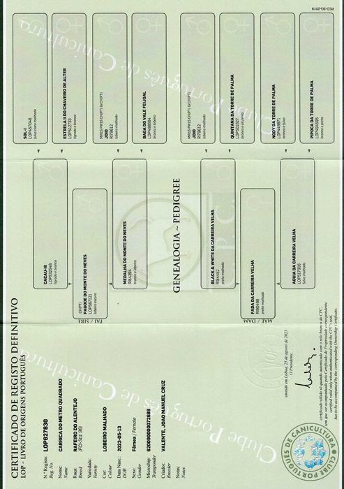 Rafeiro de Alentejo com LOP