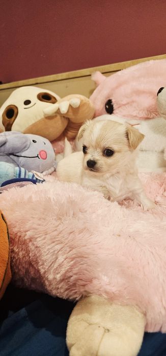 Janusz chihuahua Łążynek