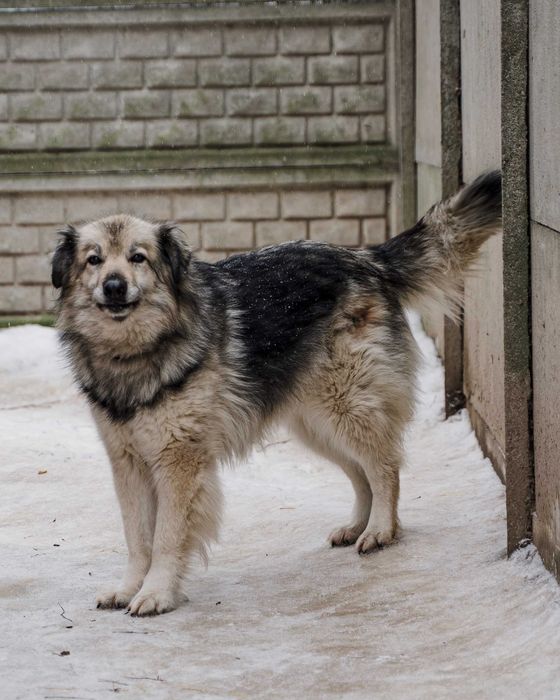 Puchata suczka Maili szuka odpowiedzialnego domu