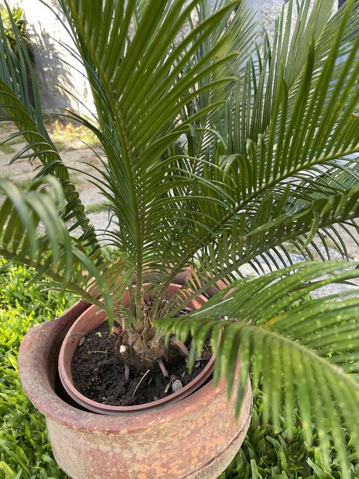 Planta Sika_estilo palmeira com crecimento lento