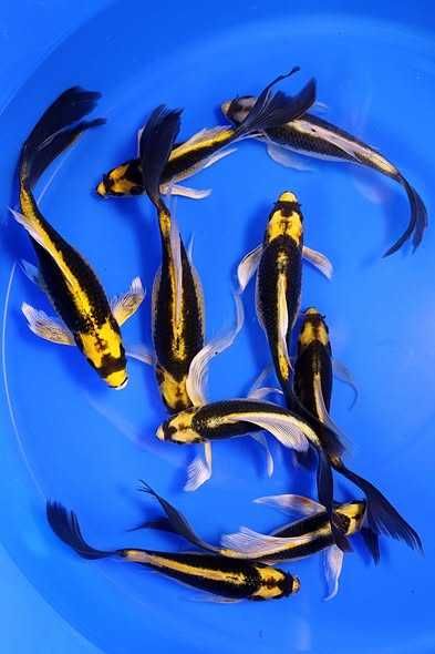 Ryby Karp Butterfly kabuto motyl ( Koi Cyprinus Carpio). Cetarius