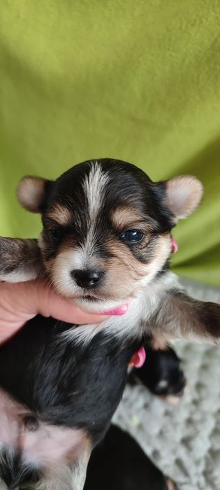Yorkshire terrier piesek