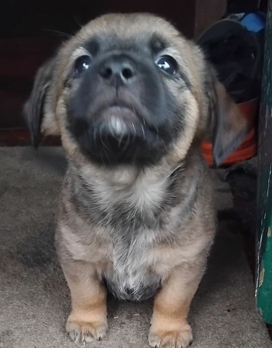 Цуценята в добрі руки