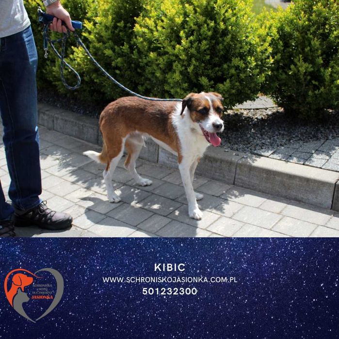 Kibic -do adopcji