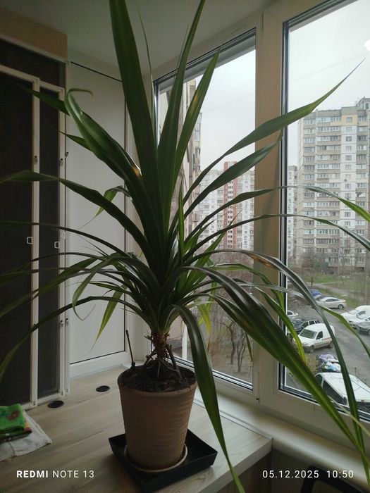 Продаю винтовую пальму.