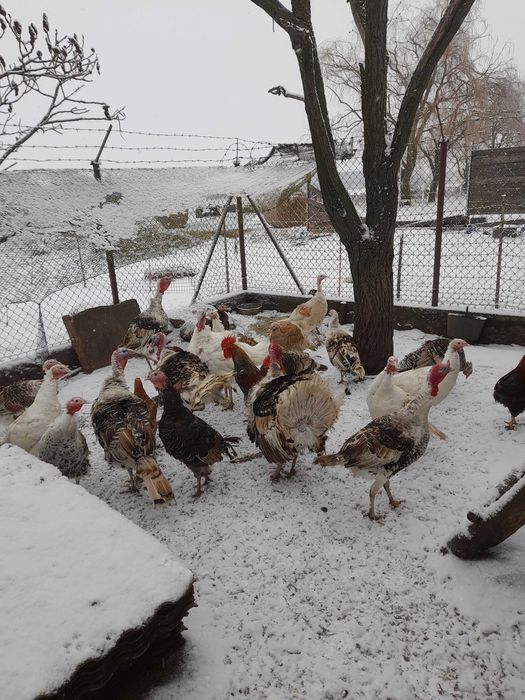 Sprzedam młode indyki z 2025 r.