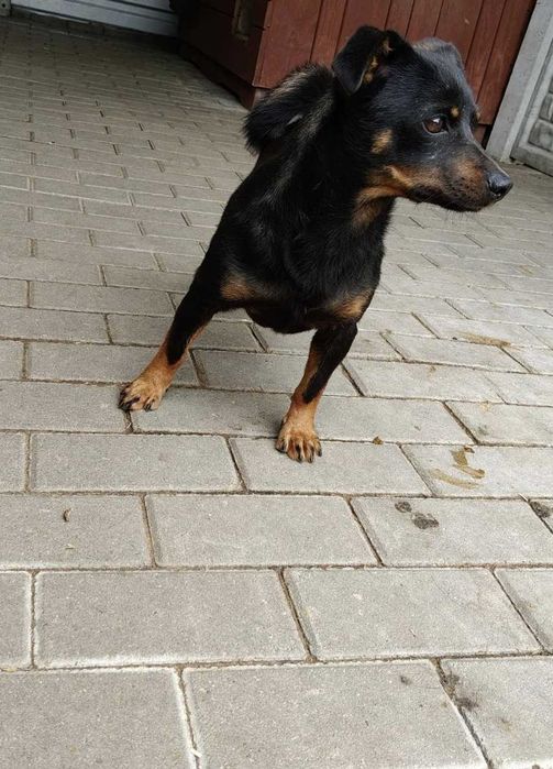 Erna- przerażona mała kruszynka ADOPCJA