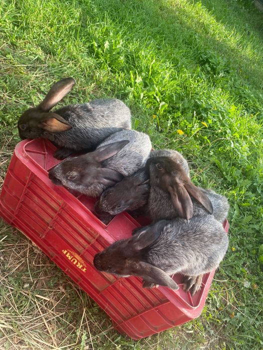 Кролики полтавське срібло і бургундці