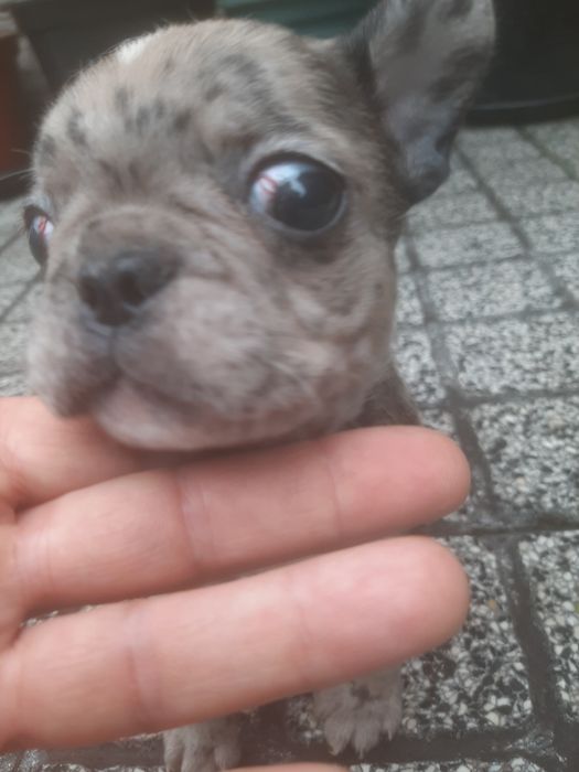 Buldog Francês Isabella Merlle