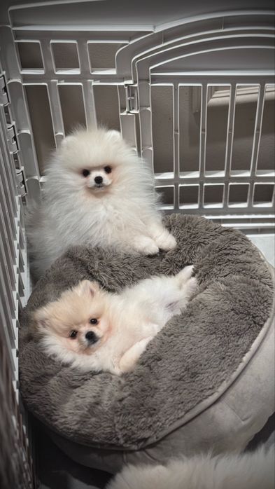 Szpic miniaturowy pomeranian FCI