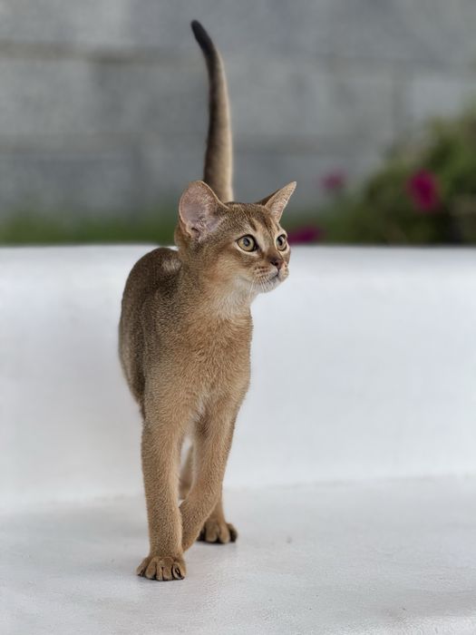 Шикарний хлопчик чекає на люблячу родину