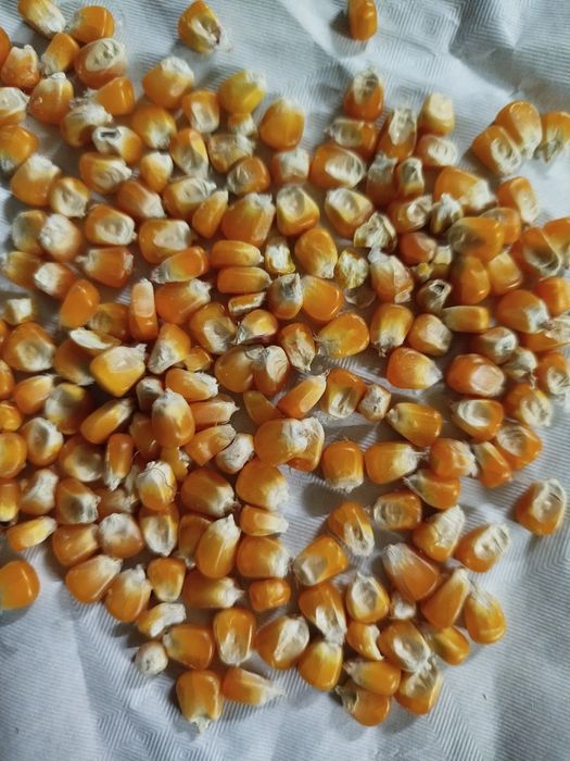 Milho miudo redondo pequeno 30kg14€