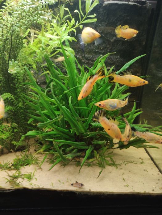 Molinezje żółte, żółto - czarne