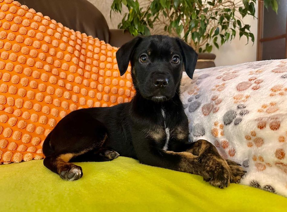 Szczeniak szuka domku - mały Jędrek!