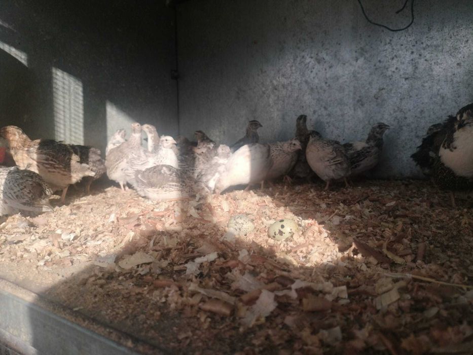 Cordonizes a começar a pôr e ovos para ceder