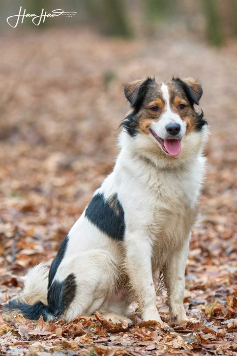 Border collie mix Bazyl   szuka domu schronisko Zgierz aktualne