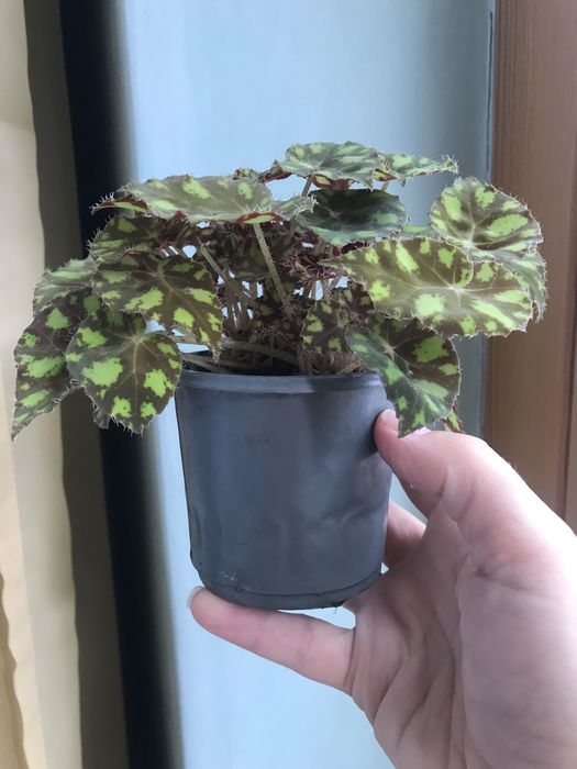 Бегонія тигрова міні