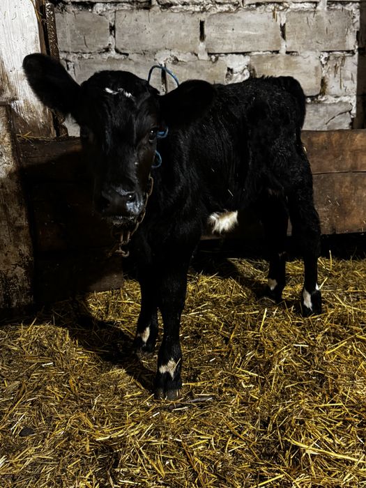 Продам гарного бичка