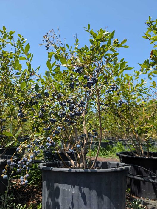 Plantas de Mirtilo Adultas com vaso – 8 Anos – Produção Máxima