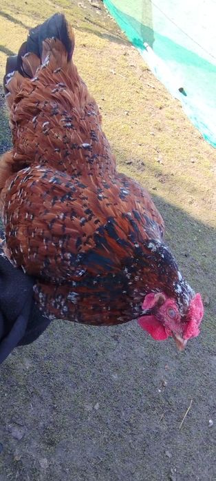 Kury - Czubatka Staropolska,Brahma