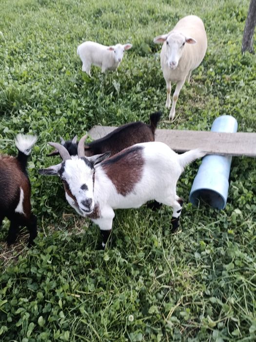 Casal de cabras anas