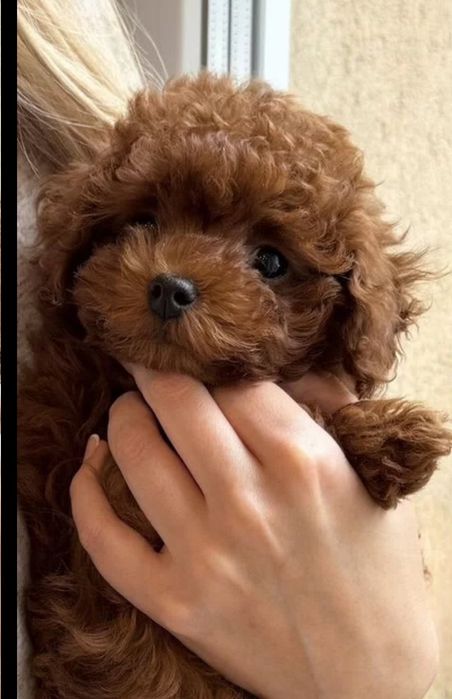 Малиш .Ред браун той пудель .