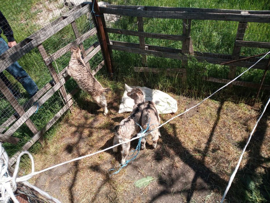 Продам козенят, вік 1-2 місяці