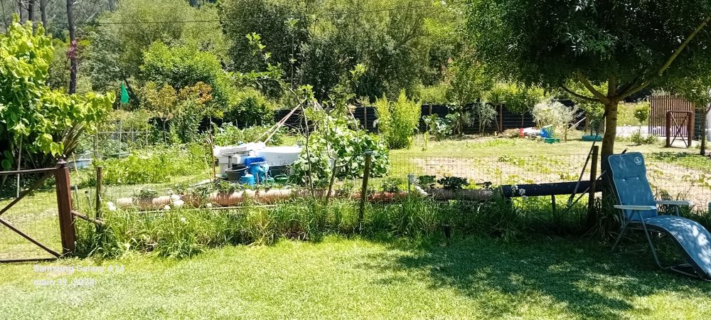 Canil para Cão férias de Verão