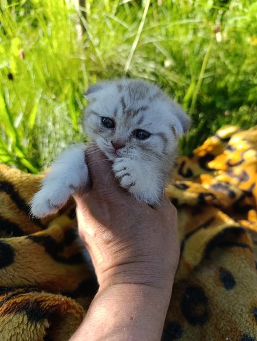 Тиждневий розпродаж  ,хлопчиків