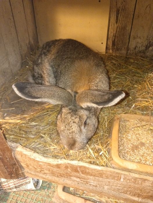 Witam samiec na sprzedaż