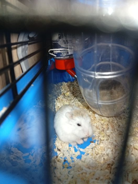Chomiki dżungalskie