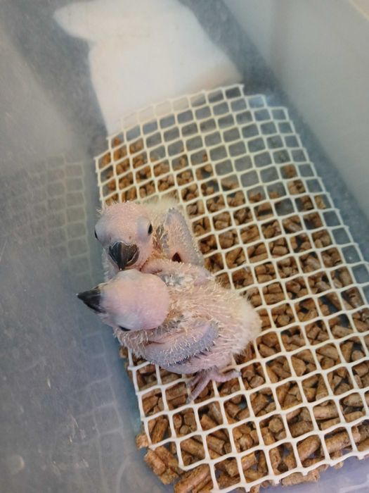 Aratingas sol para acabar de criar a mão