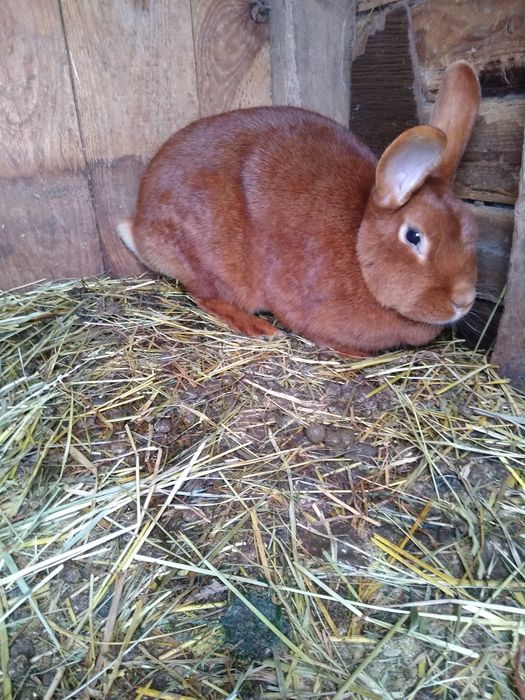 Sprzedam dorosłe króliki