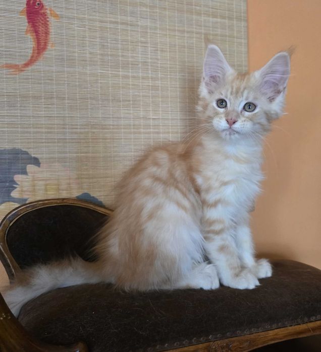 Rudo srebrny Maine Coon