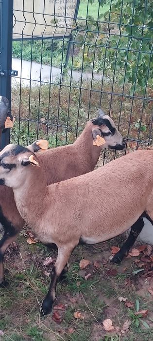 Baran, owca kameruńska