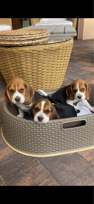 Beagle Tricolor! Wybitne z rodowodem!!