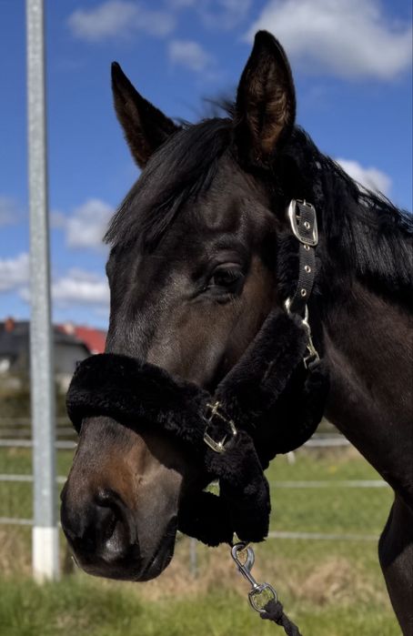 Kantar Kentucky z futrem Full