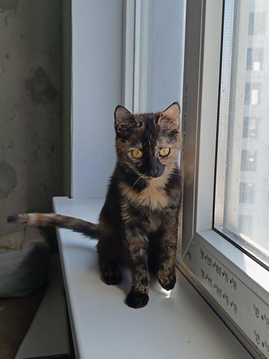 Невезучая Ниндзя бесплатно