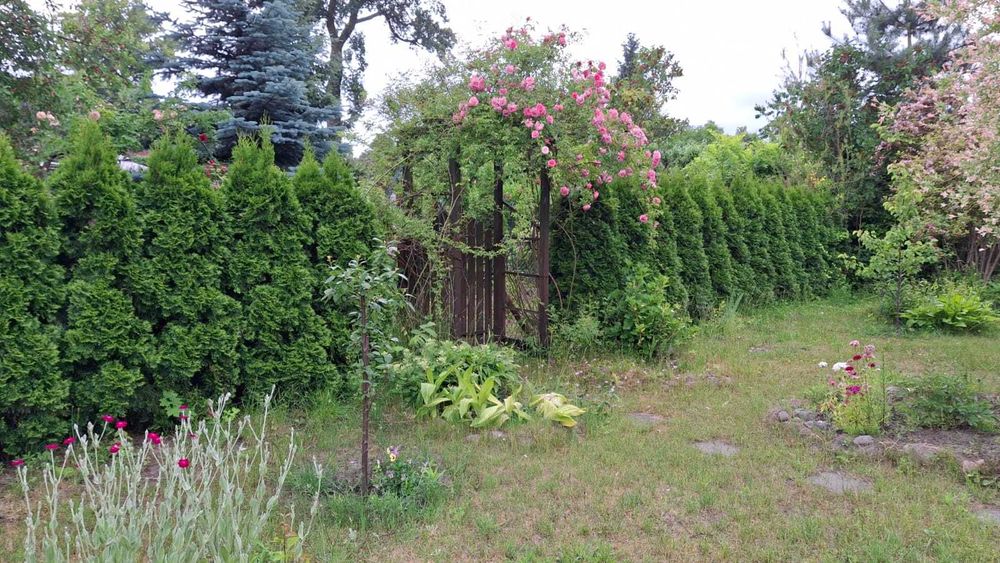 Działka ROD Poranek Zielona Góra - Widok 4