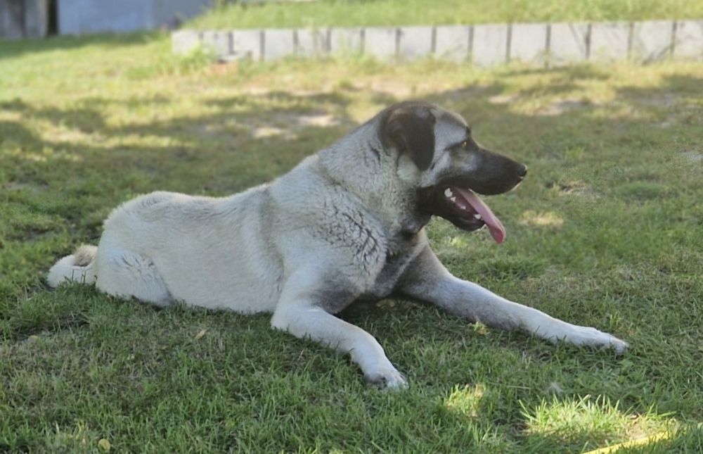 Szczeniak Kangal FCI