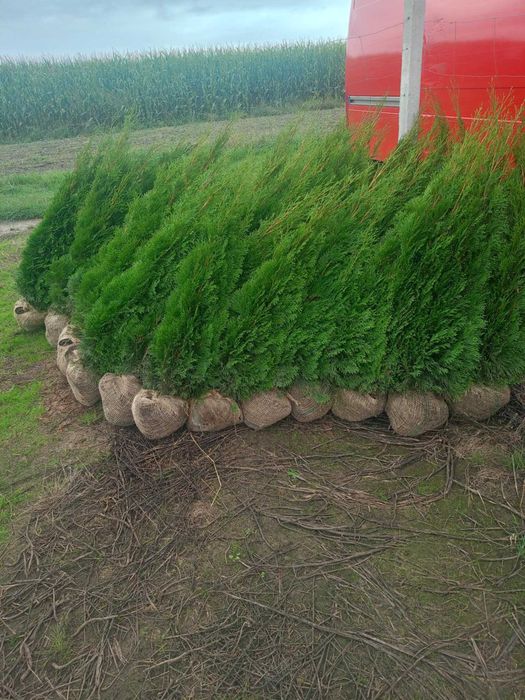 Tuja szmaragd 70cm -140 cm