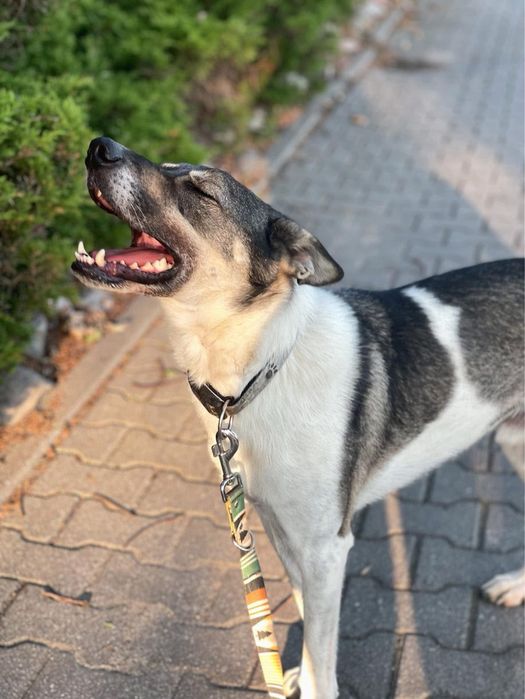 Tores w typie charta do adopcji