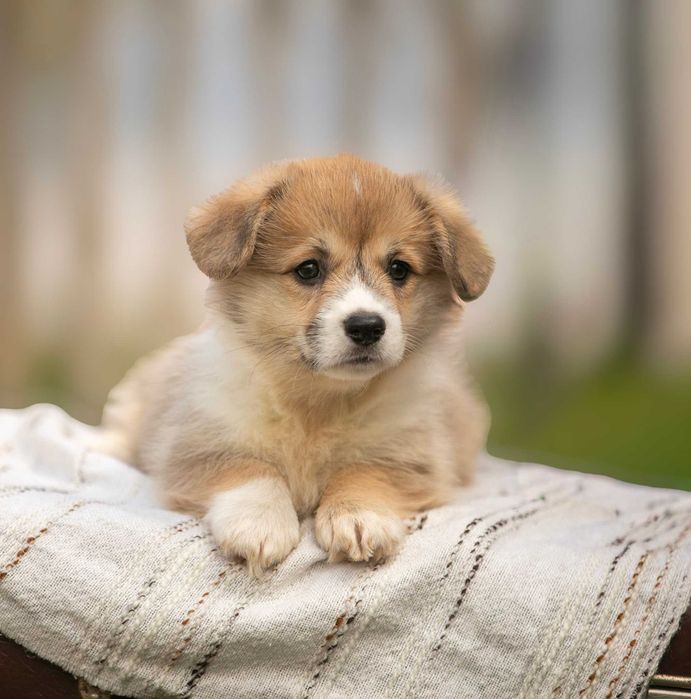 Дуже милі коргі-малюки