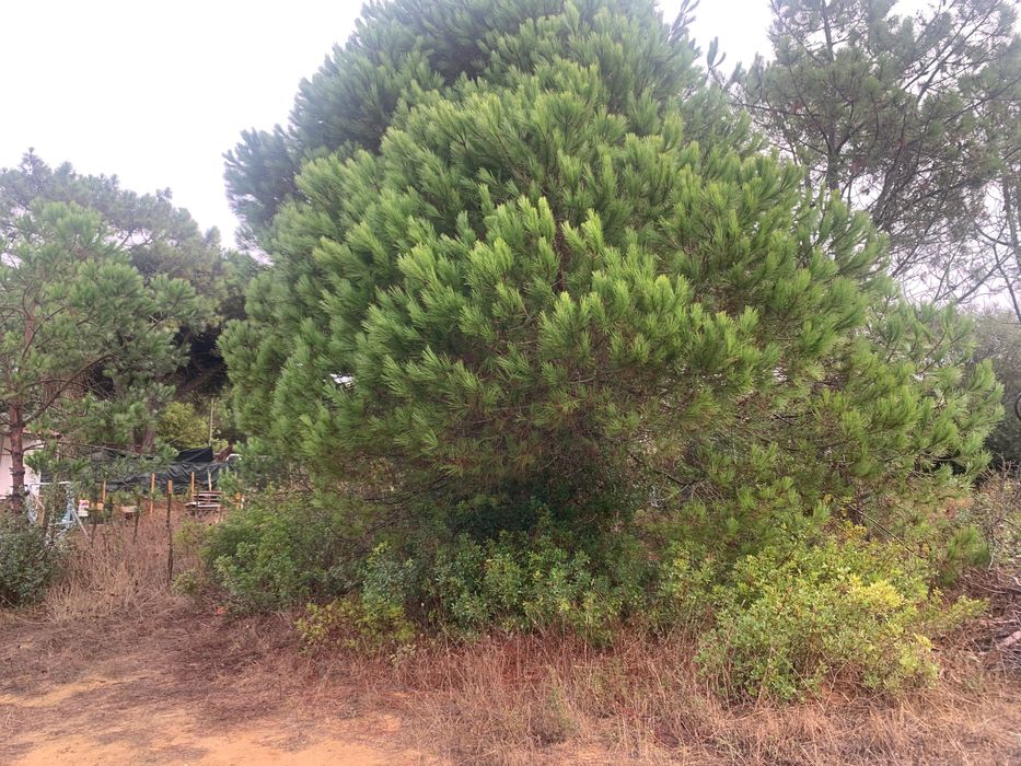 Terreno à Venda na Aldeia do Meco, Sesimbra