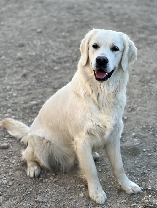 Słodki Gloden Retriever