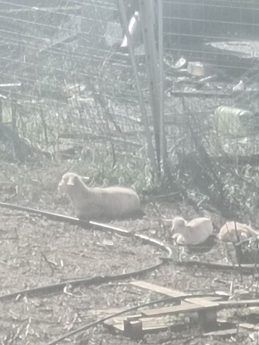 Borrego Suffolk x Merino 35kg